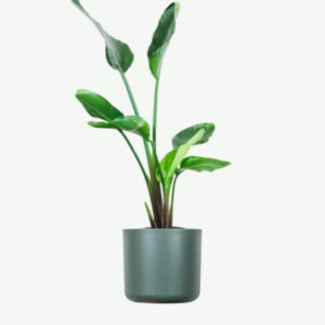 Dracaena Lisa